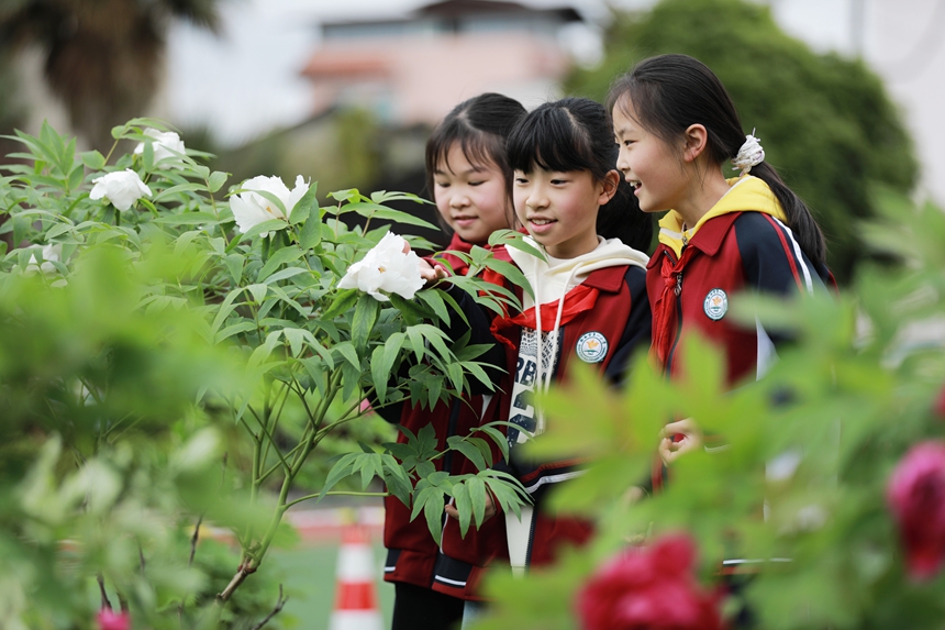 2026年3月31日，贵州省黔西市第一小学的学生在校园里欣赏盛开的牡丹花。