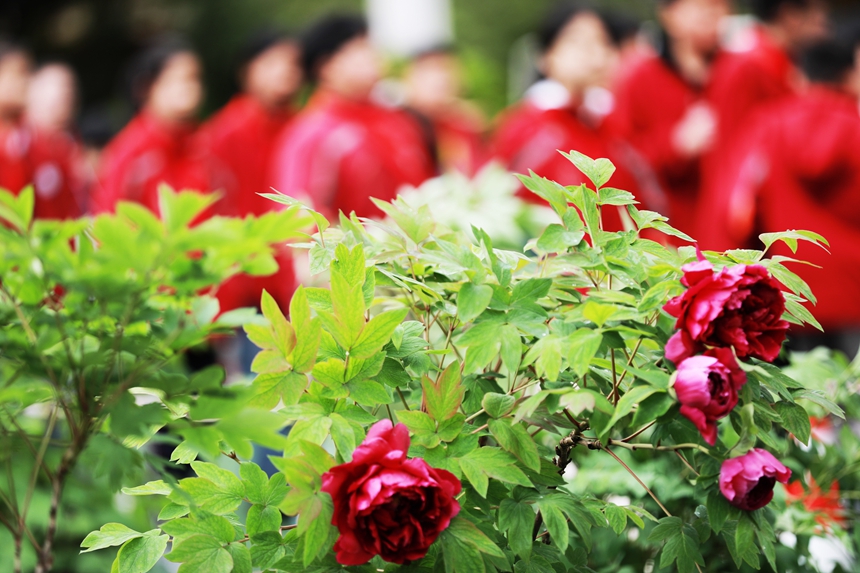 2026年3月31日，贵州省黔西市第一小学的学生在校园里欣赏盛开的牡丹花。
