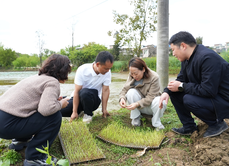 清镇市农业农村局的农技人员在犀牛村的集中育秧点察看秧苗长势。李锦明摄.JPG