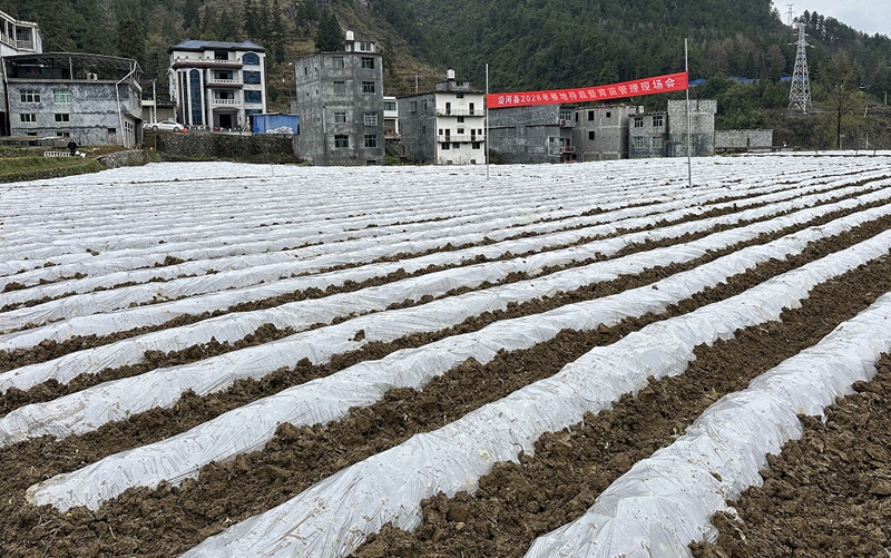 烤烟种植基地.jpg