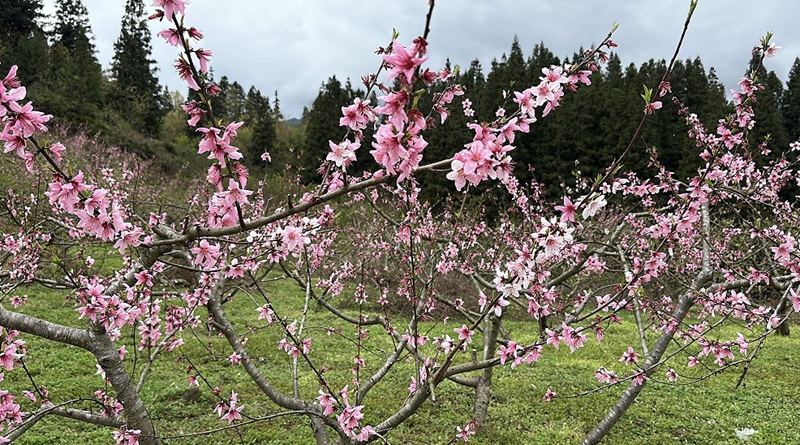 黄桃基地桃花.jpg