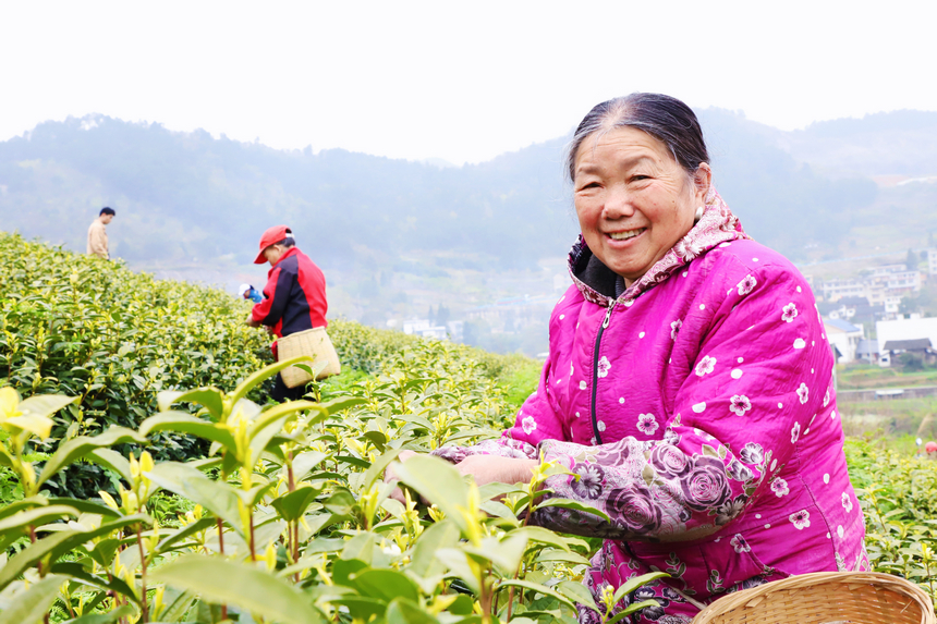 采茶现场。