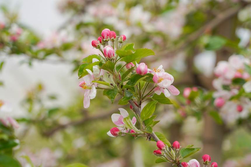 4月1日,在威宁自治县雪山镇妥打村苹果种植基地,粉红的苹果花迎风绽放。赵庆能摄