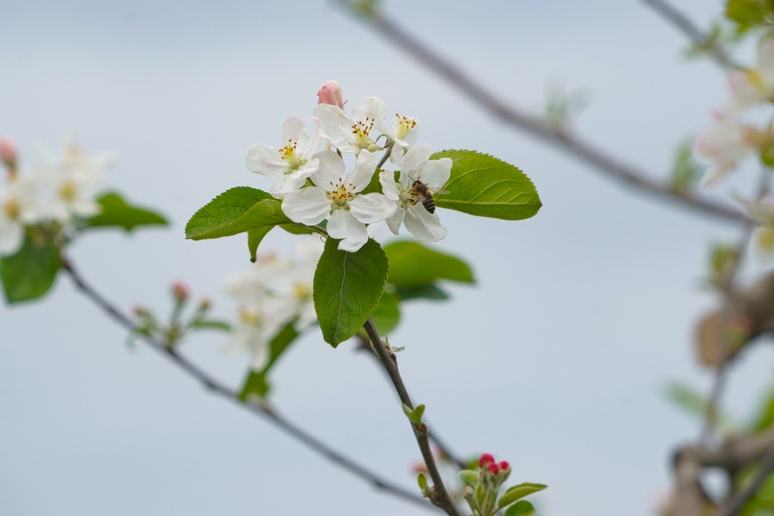 4月1日,在威宁自治县雪山镇妥打村苹果种植基地,蜜蜂在苹果花上采粉。赵庆能摄
