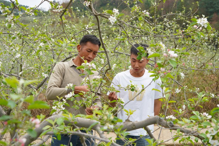 4月1日,在威宁自治县雪山镇妥打村苹果种植基地,种植大户在交流管护技术。赵庆能摄