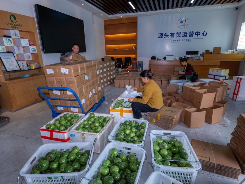 罗甸早春蔬菜打包发货现场 (董峰应 摄).jpg