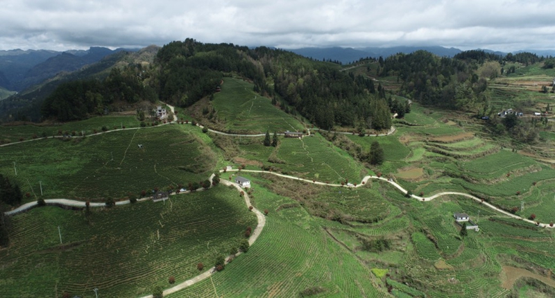 茶园基地.jpg