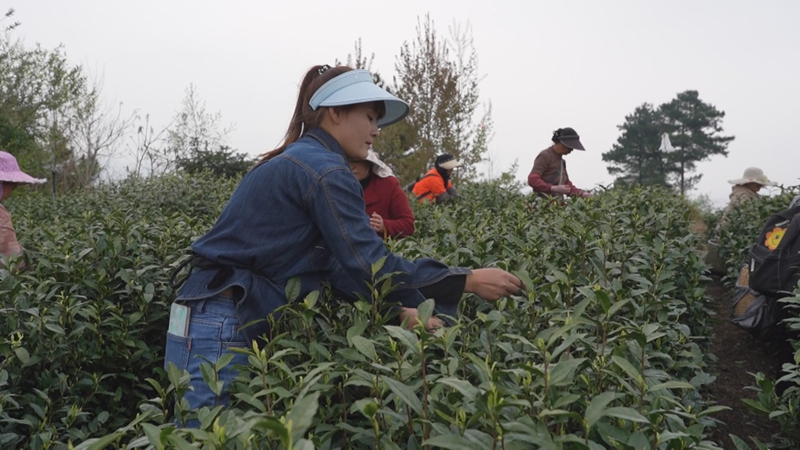 荒山披绿装茶叶变“金叶”。