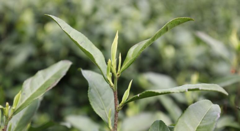 春采“白叶”忙 振兴正当时