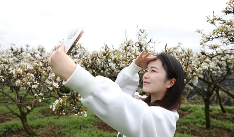 贵州沿河：千亩梨花上线 四方游客打卡