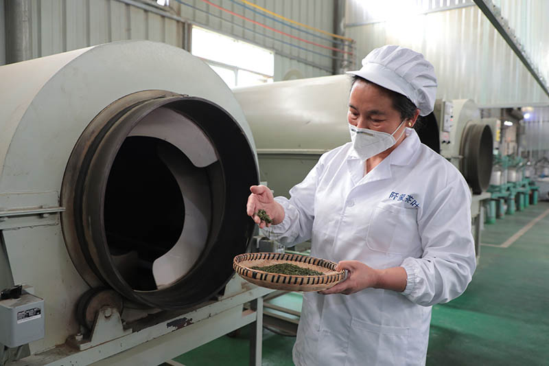 图为石阡县一茶企炒制好的明前茶。杨文美摄