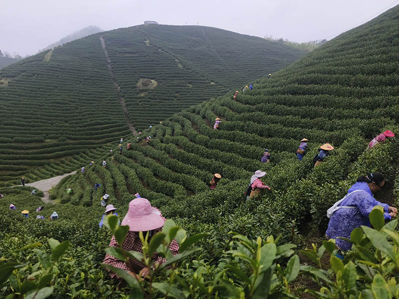 工人们正抢抓时节采摘春茶。