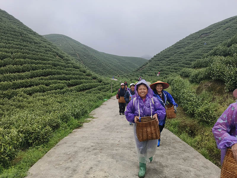 满摘而归。