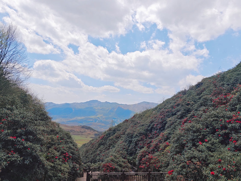 赫章县松林坡乡千年杜鹃花景区 张雪 摄