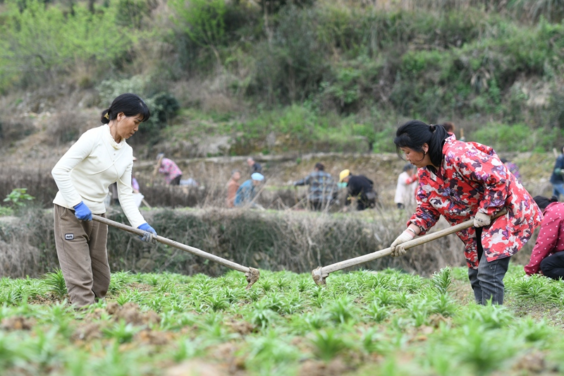 村民在黔东南州镇远县都坪镇对河坝区百合种植基地开展春季管护作业。
