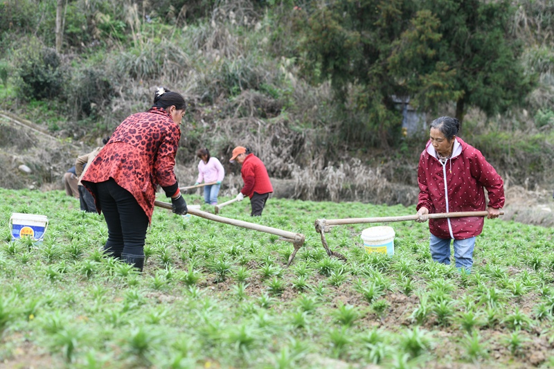 村民在黔东南州镇远县都坪镇对河坝区百合种植基地开展春季管护作业。