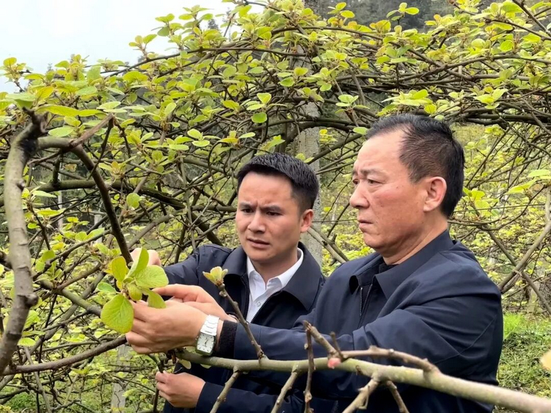 在永胜村的猕猴桃基地，岑如兴（左一）和村干部在地里，一起查看枝条长势、施肥情况。习水县融媒体中心供图