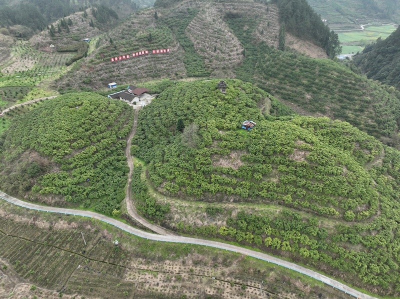 1.岑巩县注溪镇周坪村思州柚种植基地。(沈启照 摄）