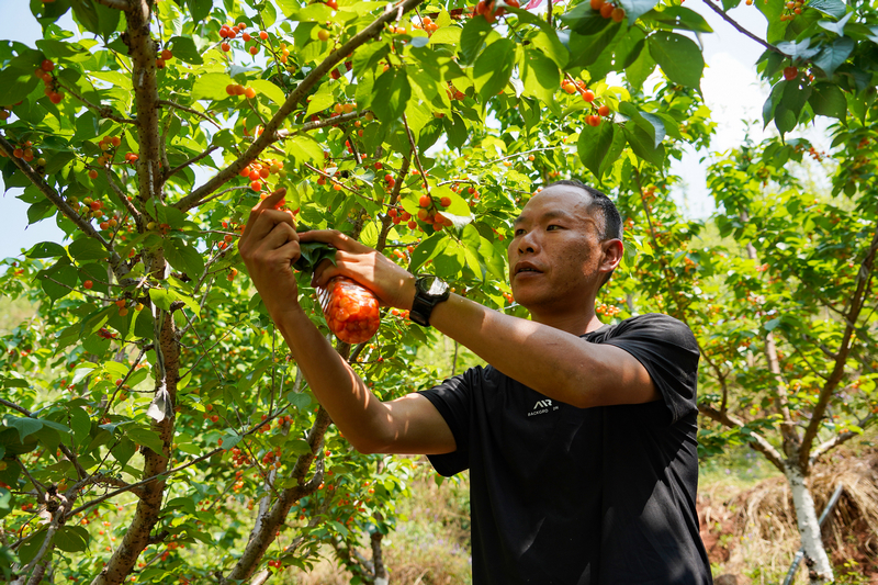 4月6日,在威宁自治县金钟镇寨营村樱桃种植基地,游客在采摘樱桃。