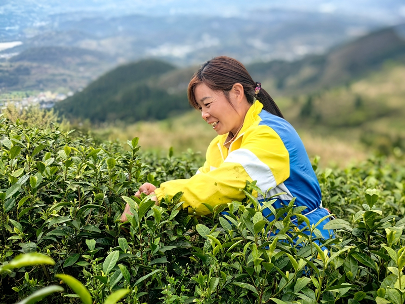 工人采茶（何敏摄）.jpg