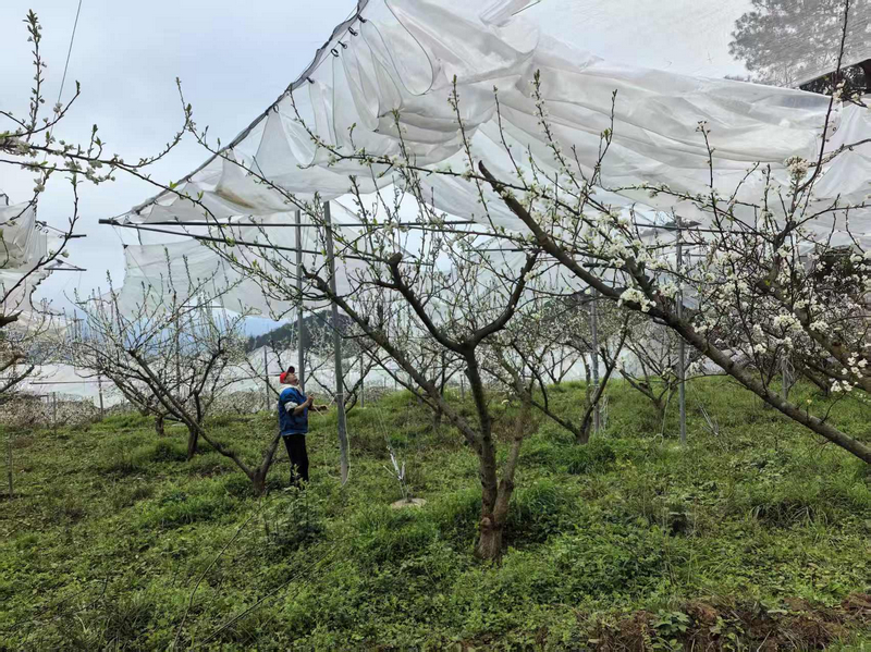 龙水乡搭建的防雹网。