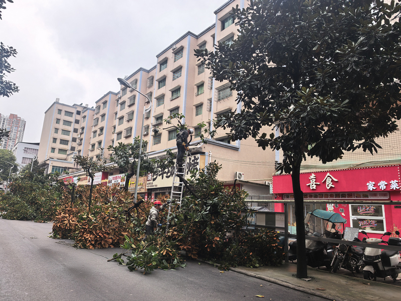 紫江花园树枝修剪。