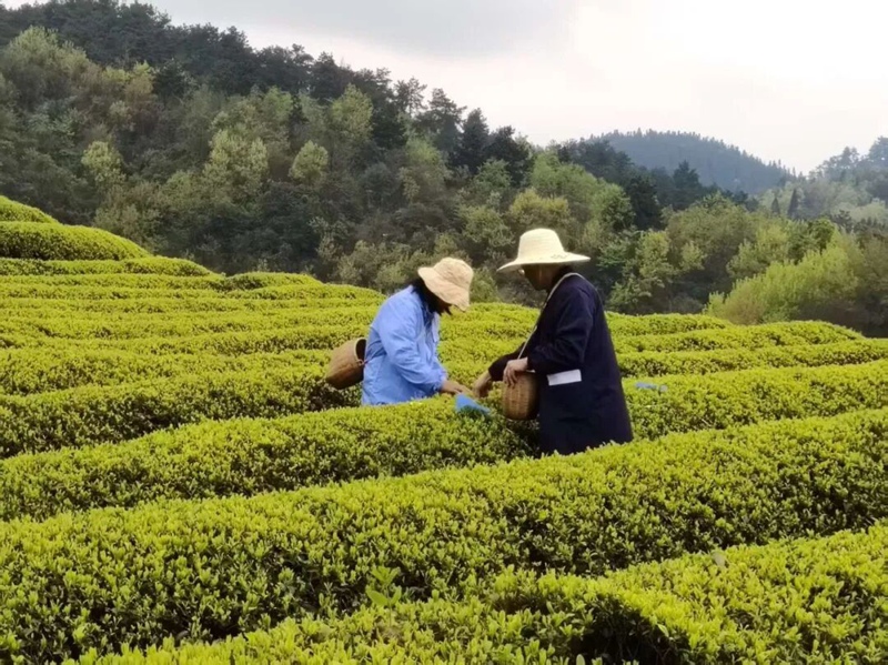 图为:南贡河千亩富硒茶叶基地采茶