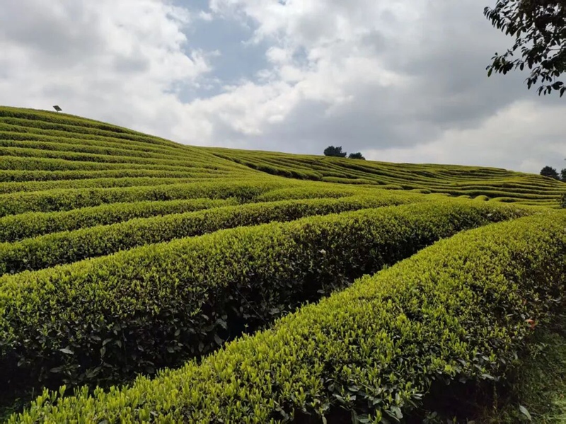 图为:南贡河千亩富硒茶叶基地