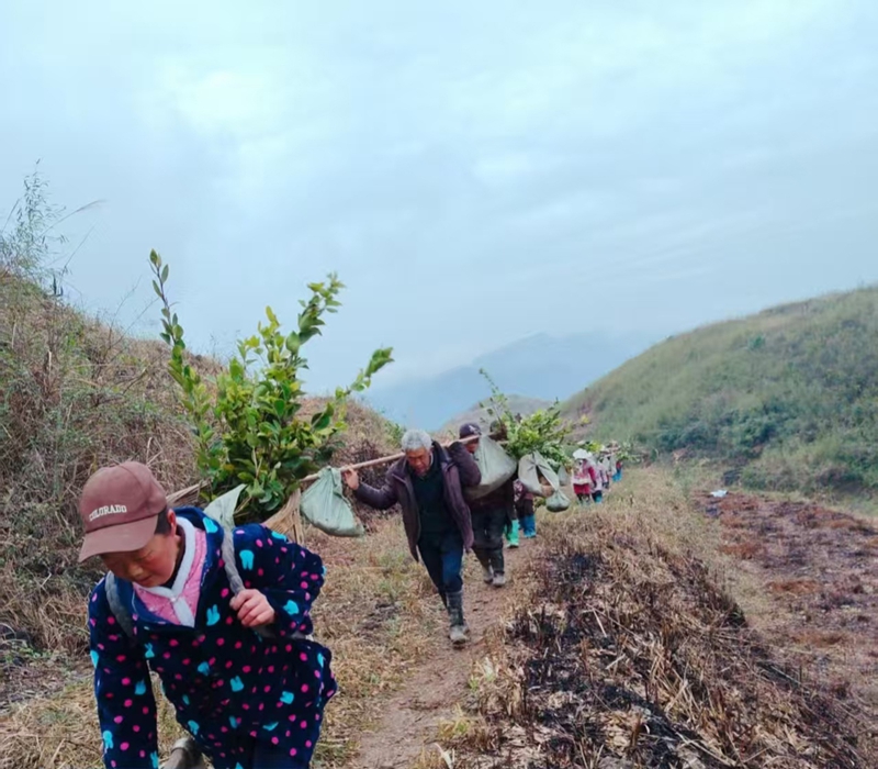 松桃普觉油茶种植基地村民们忙于搬运油茶苗。