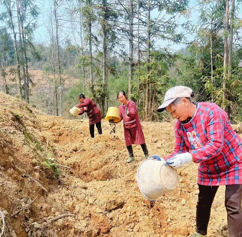 松桃普觉油茶种植基地村民们忙于施有机肥。