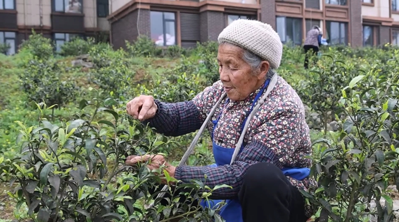 獨山望城社區飄出幸福茶香。