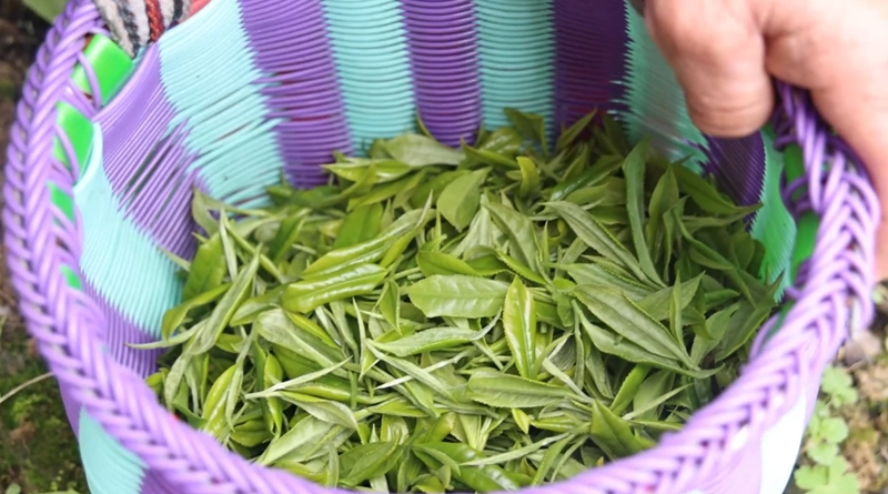 獨山望城社區飄出幸福茶香。