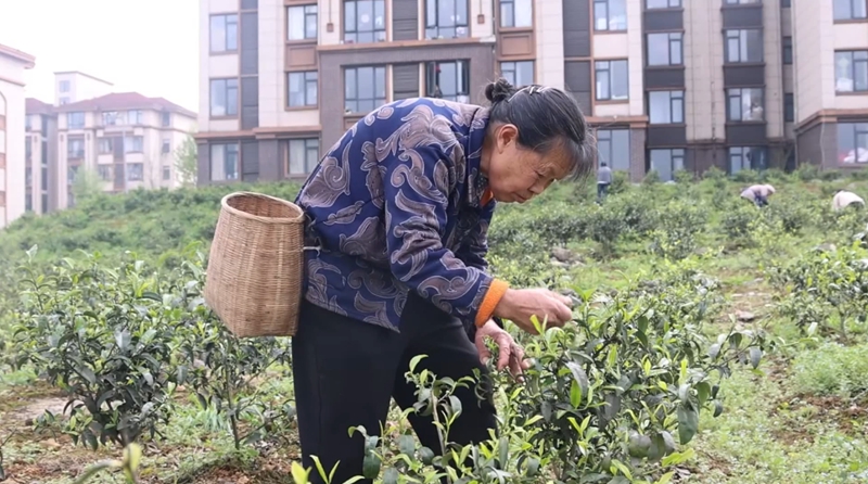 獨山望城社區飄出幸福茶香。
