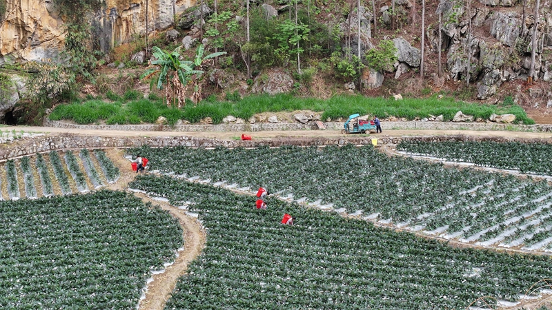 坪寨村蔬菜种植坝区一角.jpg
