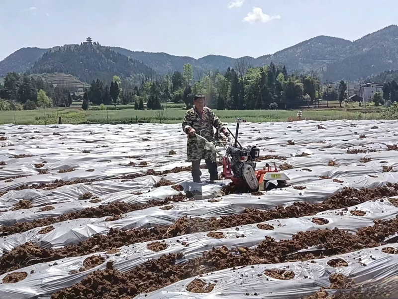 松桃普觉辣椒种植基地里，村民们用机械给辣椒苗打孔。