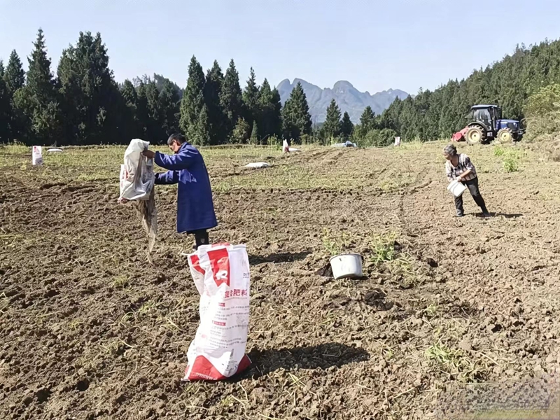 松桃普觉辣椒种植基地里，村民们忙于施底肥。
