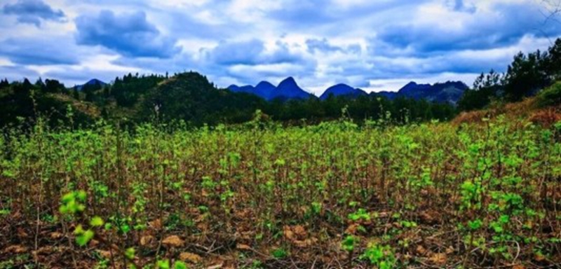 银杏苗基地.jpg