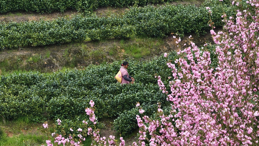 独山县朵罗村1800亩茶樱相映醉春光。