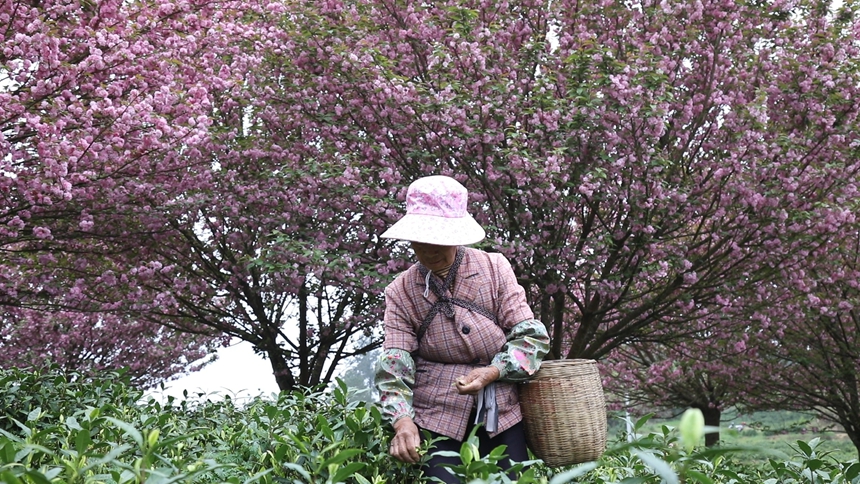 独山县朵罗村1800亩茶樱相映醉春光。
