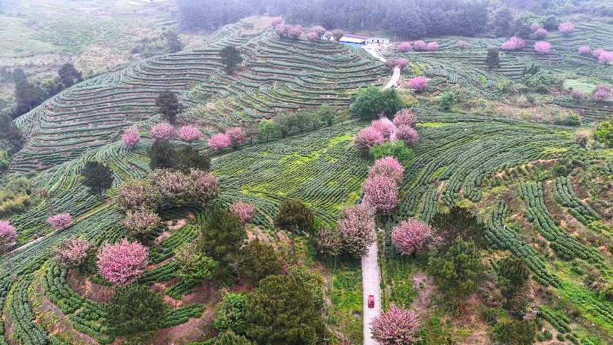 独山县朵罗村1800亩茶樱相映醉春光。
