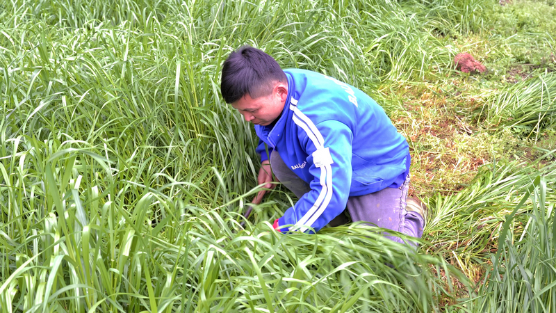 肖健割草。