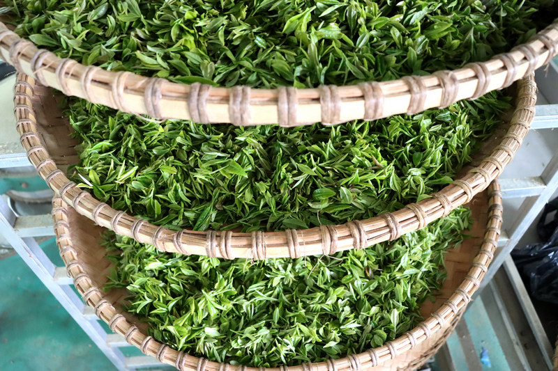 贵州独山高寨茶迎来黄金采摘季。