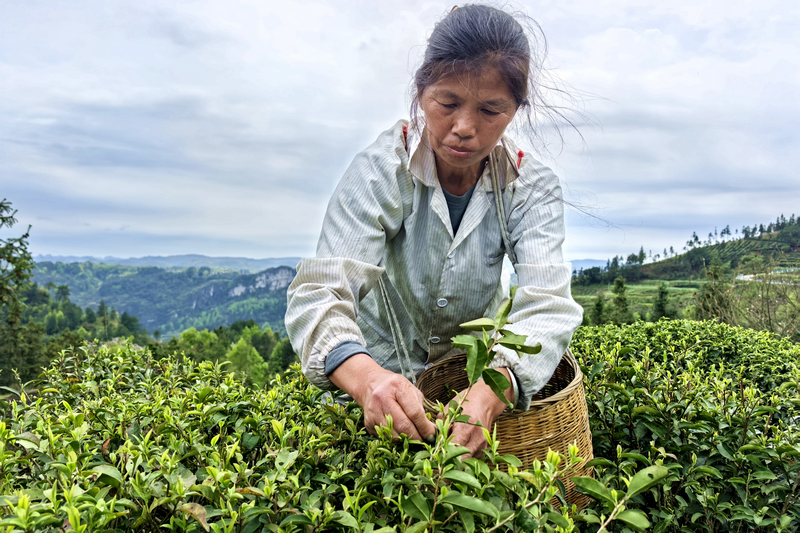贵州独山高寨茶迎来黄金采摘季。