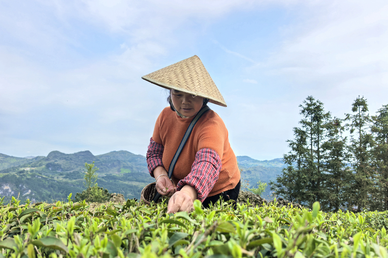 贵州独山高寨茶迎来黄金采摘季。