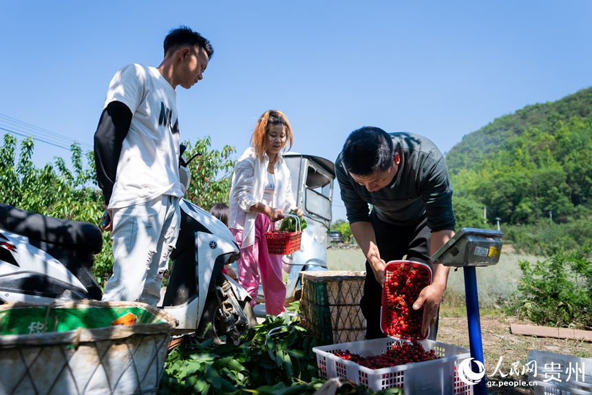 果商在镇宁县马厂镇茂良村的樱桃园内收购成熟的樱桃。人民网记者 涂敏摄
