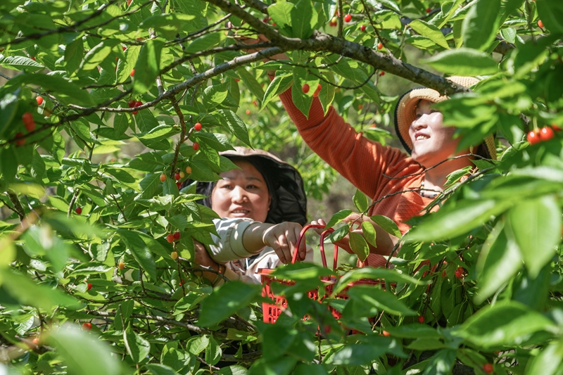 2026年4月9日，貴州省畢節市納雍縣沙包鎮義中河畔，村民在採摘瑪瑙紅櫻桃。 楊 英 攝.jpg