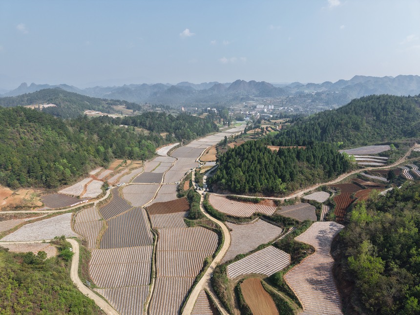 施秉县白垛乡曹家湾连片烟田。邹鲜摄