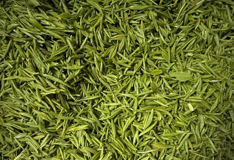 采摘的茶青.jpg