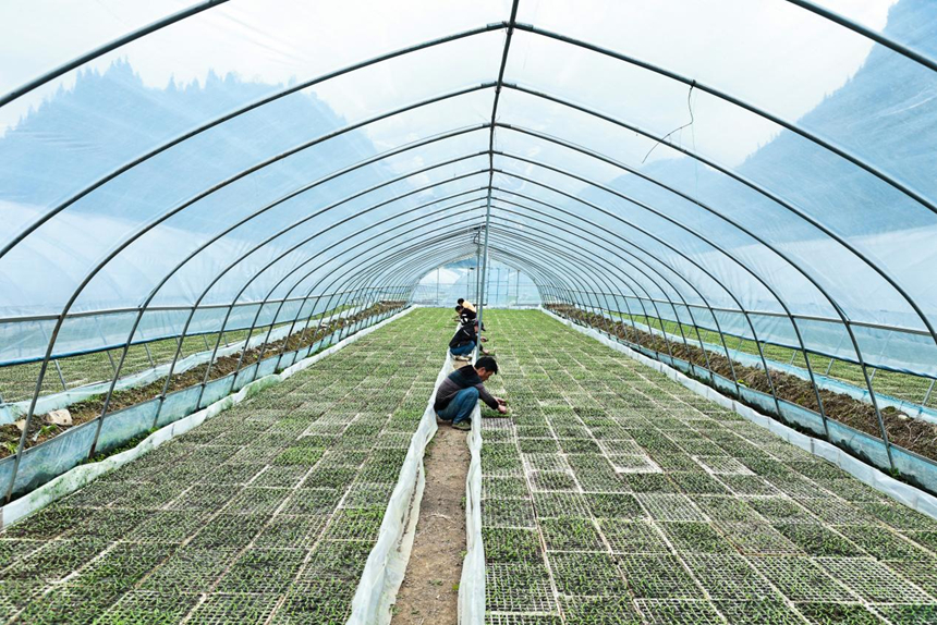 辣椒幼苗破土生长  科学防治壮苗是关键。