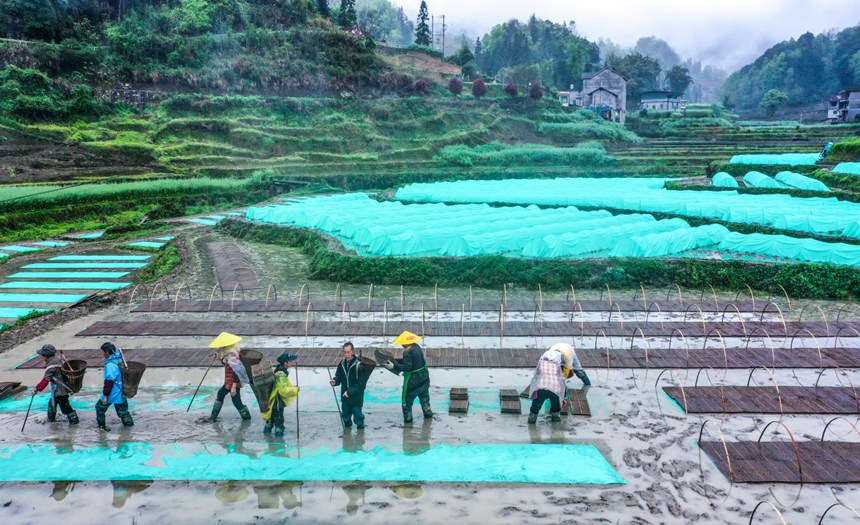 抢抓农时 机械化育秧忙。